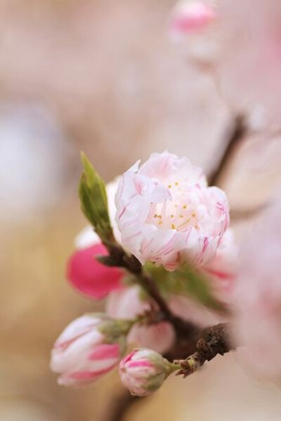 追着春光看花海