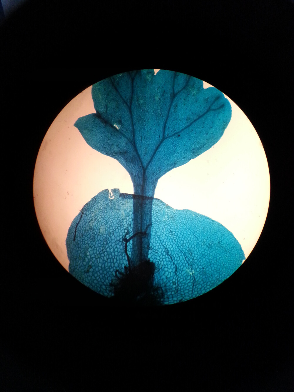 蕨原叶体腹面图片