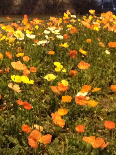 花季旳年龄