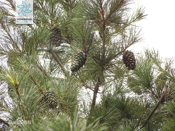 华山松（学名：Pinus armandii），是松科中的著名常绿乔木品种之一。原产于中国，因集中产于陕西的华山而得名。华山松是一种大乔木，幼树树皮灰绿色或淡灰色，平滑，老时裂成方形或长方形厚块片。球果幼时绿色成熟时淡黄褐色；种鳞先端不反曲或微反曲；鳞脐不明显。种子无翅，两侧及顶端具棱脊。