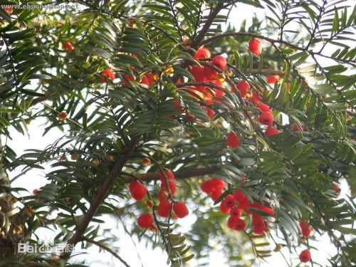 红豆杉（学名：Taxus chinensis），又名中国红豆杉，是一种红豆杉属的植物。 它属于浅根植物，其主根不明显、侧根发达，是世界上公认濒临灭绝的天然珍稀抗癌植物，是经过了第四纪冰川遗留下来的古老孑遗树种，在地球上已有250万年的历史。红豆杉为常绿乔木，可以高达14米。小枝互生，到秋天变黄绿色或淡红褐色；冬芽鳞片背部圆或有钝棱脊；镰刀形叶子，二列式，长1.5－3厘米，比其他红豆杉属的更阔，末端尖而细小，叶底有两道黄间；花腋生，雌雄异株，雌花只有一个胚珠，下托鳞片数枚；扁卵形种子，两侧各有一不明显的棱脊，围有红色杯状假种皮。