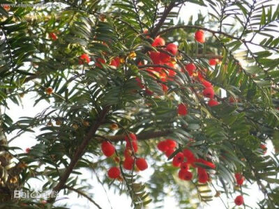 红豆杉（学名：Taxus chinensis），又名中国红豆杉，是一种红豆杉属的植物。 它属于浅根植物，其主根不明显、侧根发达，是世界上公认濒临灭绝的天然珍稀抗癌植物，是经过了第四纪冰川遗留下来的古老孑遗树种，在地球…