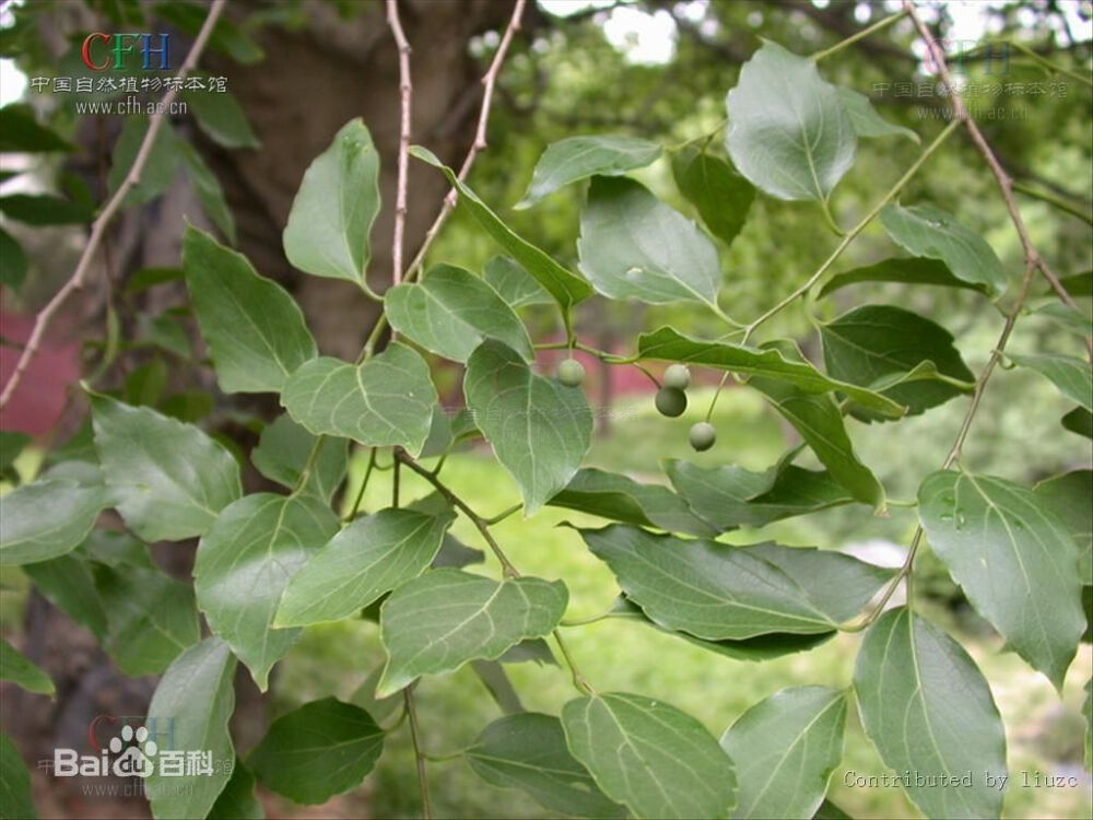 植物朴(pò)树：落叶乔木，高可达20米；树皮灰褐色，光滑不开裂，枝条平展。当年生小枝密生毛。叶质较厚，阔卵形或圆形，中上部边缘有锯齿；三出脉，侧脉在六对以下，不直达叶缘，叶面无毛，叶脉沿背疏生短柔毛。园林朴树主产地在安徽、江苏、湖北、浙江等地。