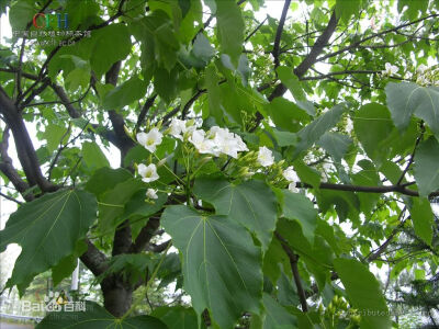 油桐（学名：Vernicia fordii (Hemsl.) Airy Shaw）又名：油桐树、桐油树、桐子树等，属大戟目，大戟科落叶乔木，树皮灰色，近光滑；枝条粗壮，无毛，具明显皮孔。