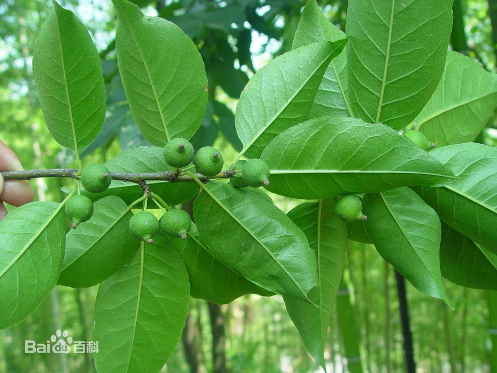 大果冬青为冬青科落叶乔木植物。高5～17米。有长枝和短枝，小枝有皮孔，近无毛。叶纸质，卵状椭圆形，两面无毛或幼叶有稀疏微毛；叶缘具明显锯齿。花白而香。雄花：呈假聚伞状花序或单个生于叶腋；花5～6数；雌花：花序单1，腋生，花7～9数。果圆球形，有宿存的柱状柱头，熟时黑色；果核有条纹和槽。植物根可供药用，用于眼翳等症。