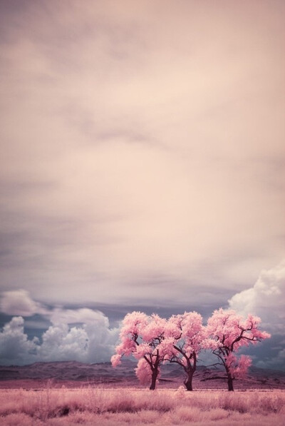 樱的粉色世界