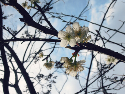 又是一年春