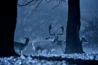 迷鹿森林丨来自英国摄影师Mark Bridger。