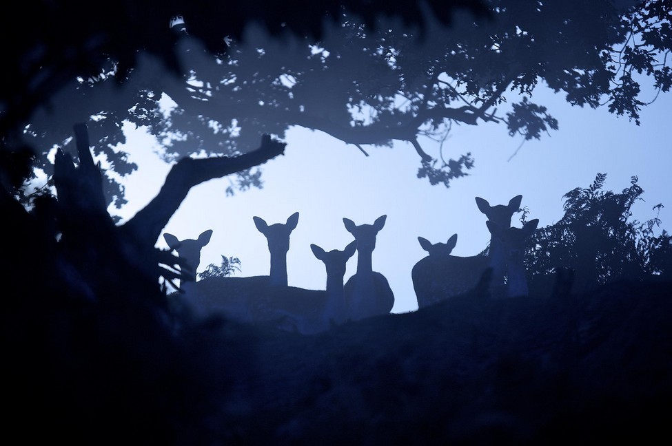 迷鹿森林丨来自英国摄影师Mark Bridger。