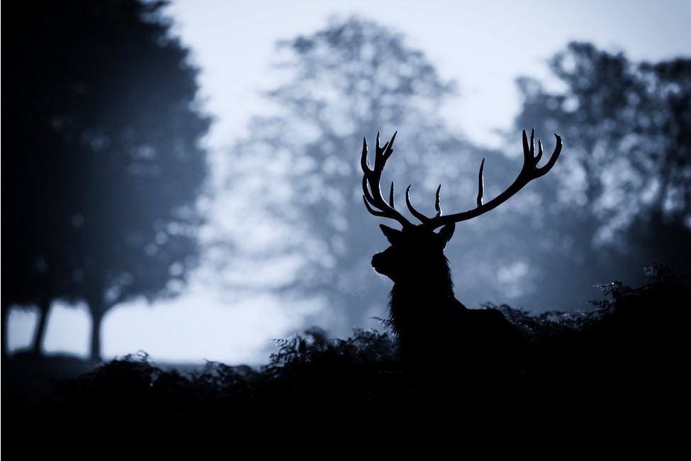 迷鹿森林丨来自英国摄影师Mark Bridger。