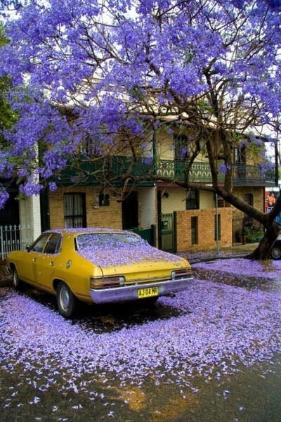 你知道蓝花楹吗？英文：Jacaranda 别名非洲紫薇等。这是一种原产在巴西的植物。淡紫色的花，是最美的。