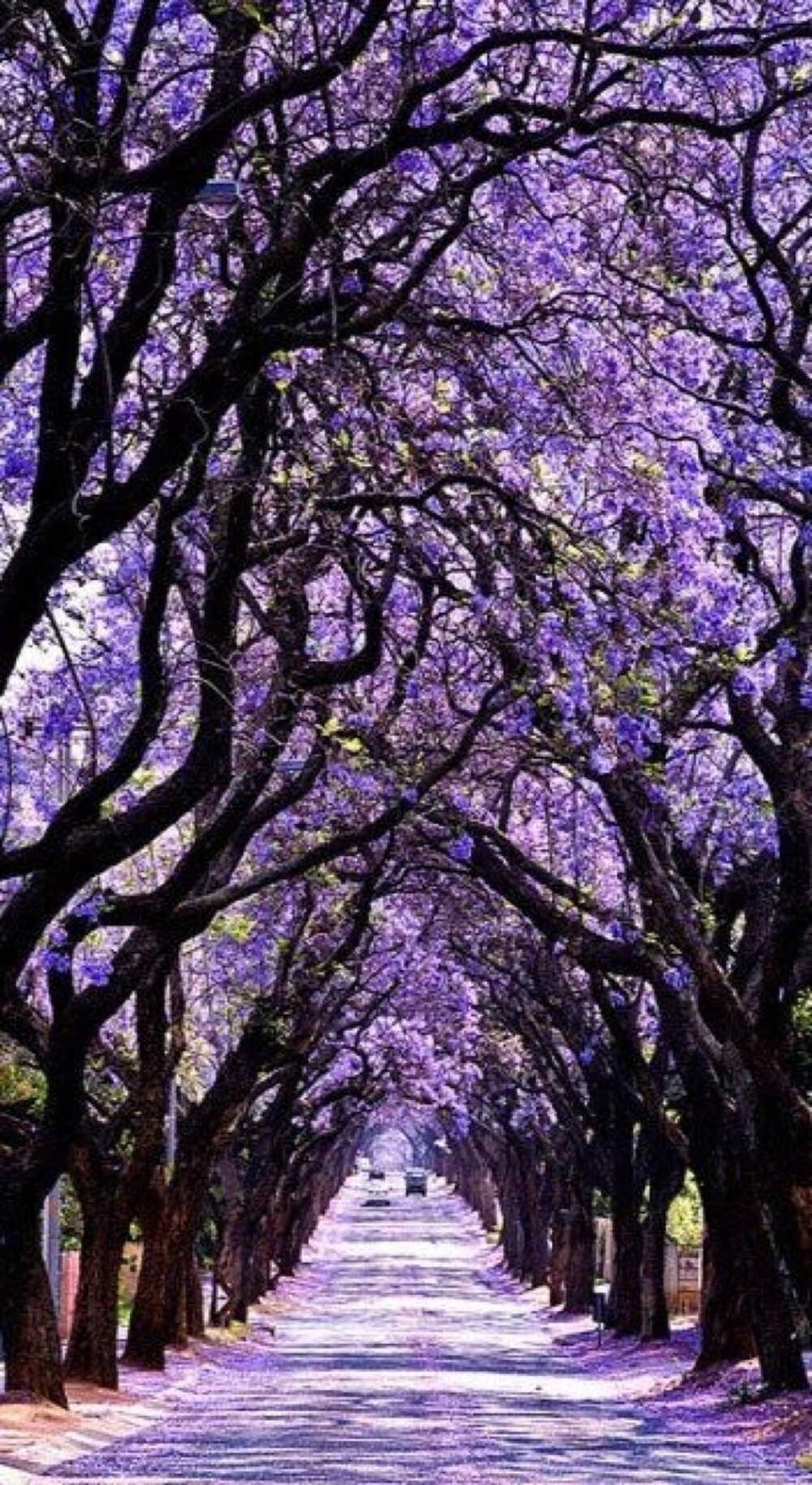 你知道蓝花楹吗？英文：Jacaranda 别名非洲紫薇等。这是一种原产在巴西的植物。淡紫色的花，是最美的。