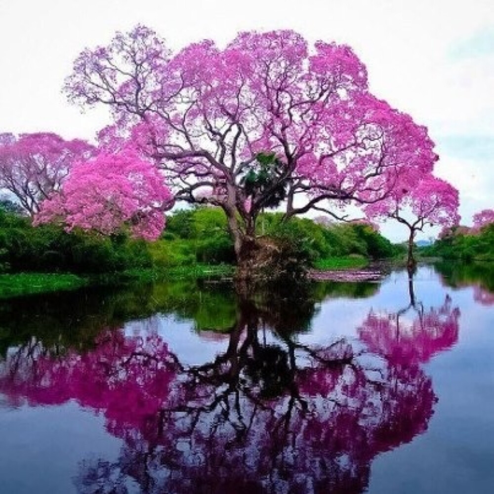 你知道蓝花楹吗？英文：Jacaranda 别名非洲紫薇等。这是一种原产在巴西的植物。淡紫色的花，是最美的。