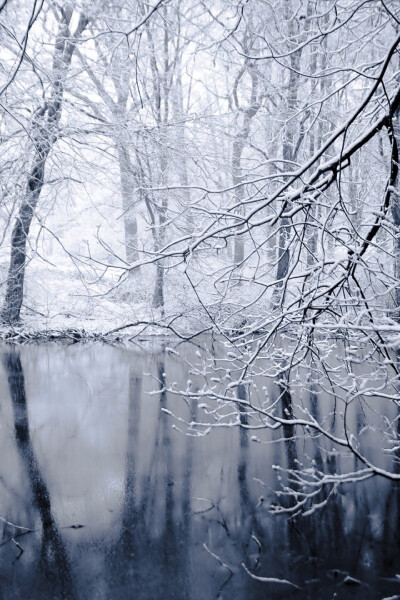 风景 摄影 照片 雪景 树