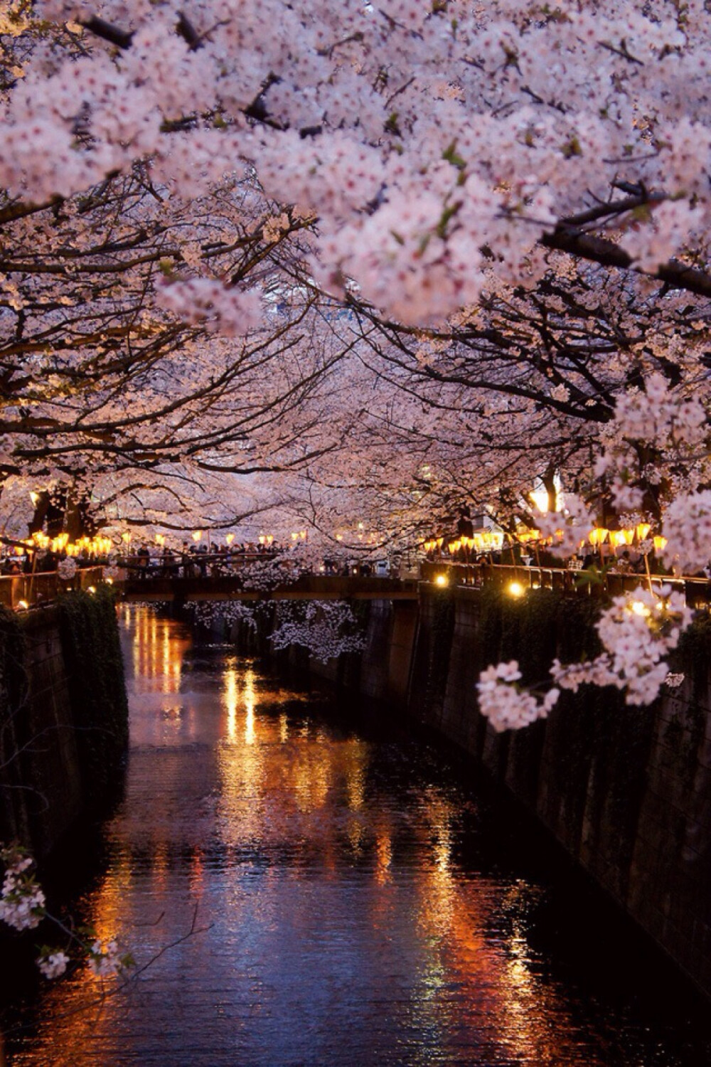 风景 摄影 照片 巴黎 樱花 夜景