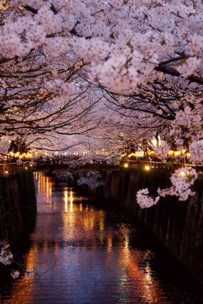 风景 摄影 照片 巴黎 樱花 夜景
