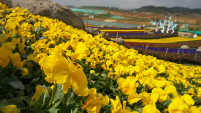 云南腾冲 花海节