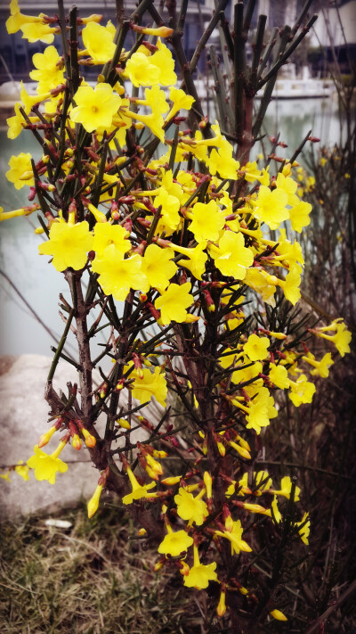 晒春花 花花四界！