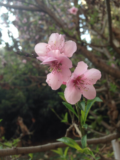 晒春花