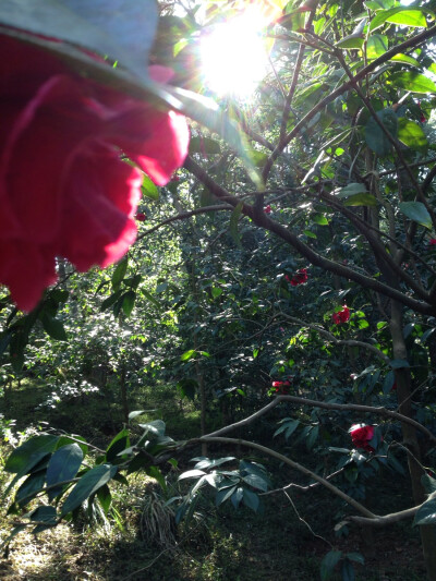 晒春花，云南，昆明，金殿