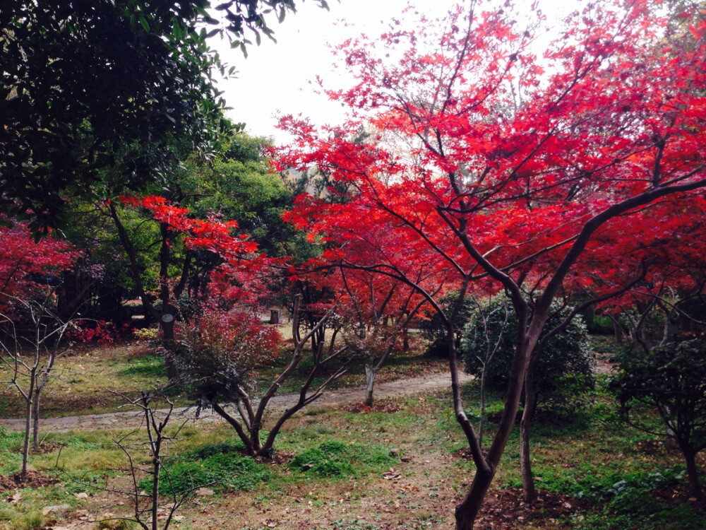 栖霞山的红叶