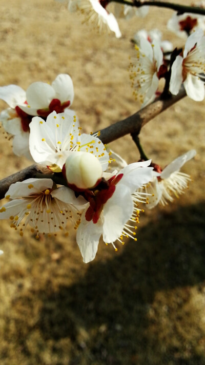 晒春花，花都开好了