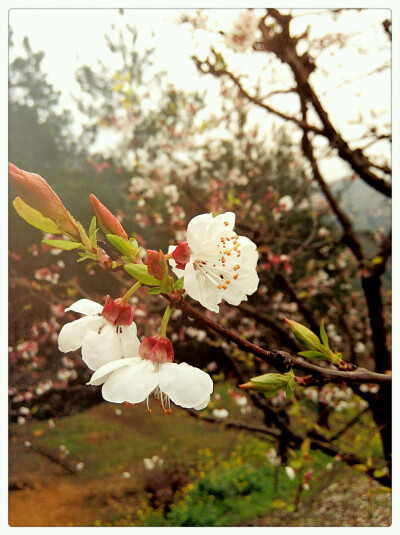 晒春花