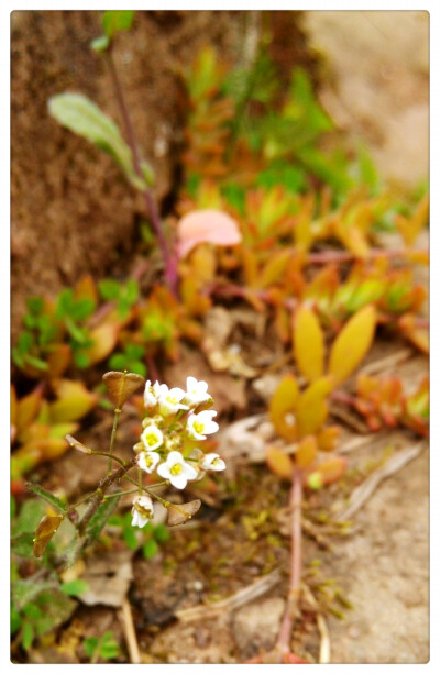 晒春花