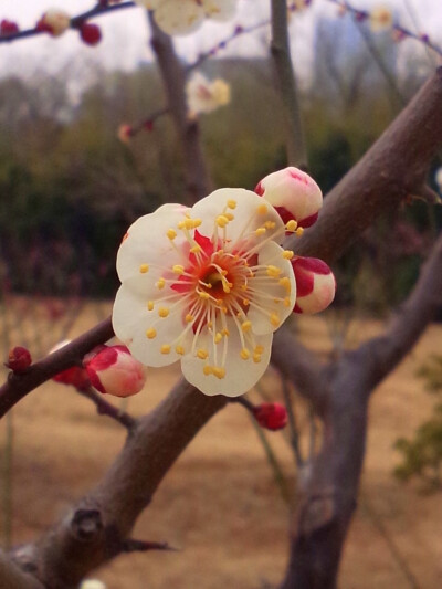 晒春花