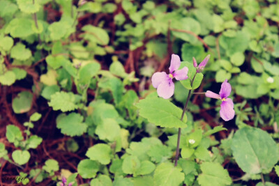 晒春花