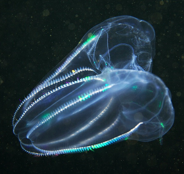 神奇缤纷的白海水下生物.白海是北冰洋的巴伦支海(Barents Sea)伸入欧洲的俄罗斯部分几乎被陆地围住的水域.