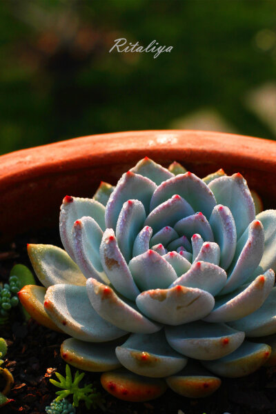 {.芙蓉雪莲.} 养了一年，果断晋升为白富美！\多肉植物\\\肉肉\\\\