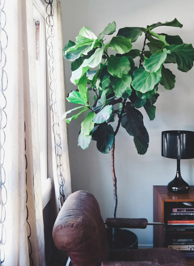 琴叶榕，欧美比较流行的家居大型绿植盆栽~~ 超美~