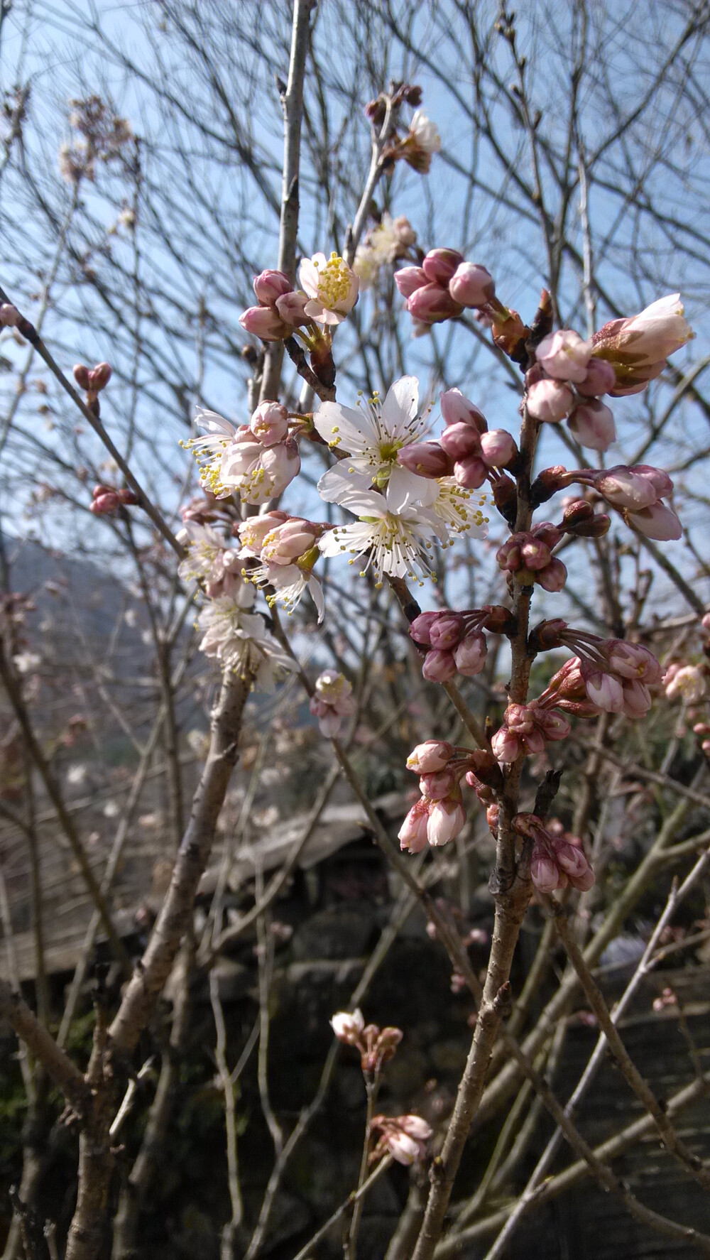 晒春花