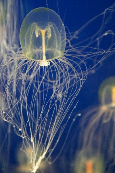 水母是海洋中重要的大型浮游生物，是无脊椎动物，属于刺胞动物门中的一员，其中包括水母、海葵、珊瑚和水螅。全世界的海洋中有超过两百种的水母，它们早在六亿五千万年前就存在了。