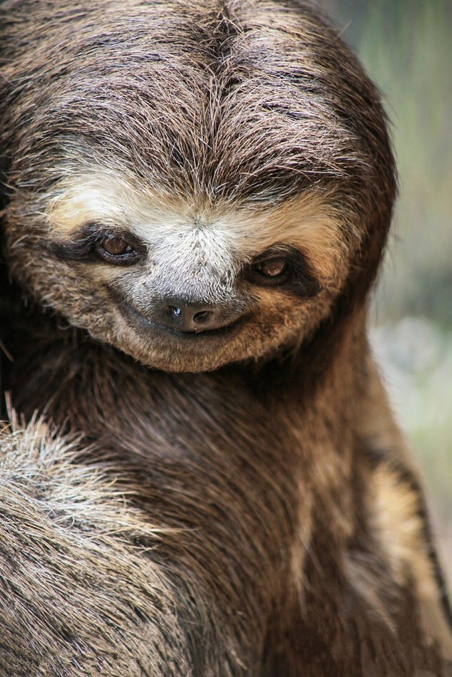 巴西圣保罗，一只三趾树獭挂在Gnomes生态牧场保护区的树上微笑。这种友好的树獭似乎总在对游客微笑。