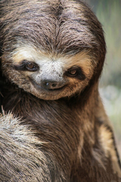 巴西圣保罗，一只三趾树獭挂在Gnomes生态牧场保护区的树上微笑。这种友好的树獭似乎总在对游客微笑。