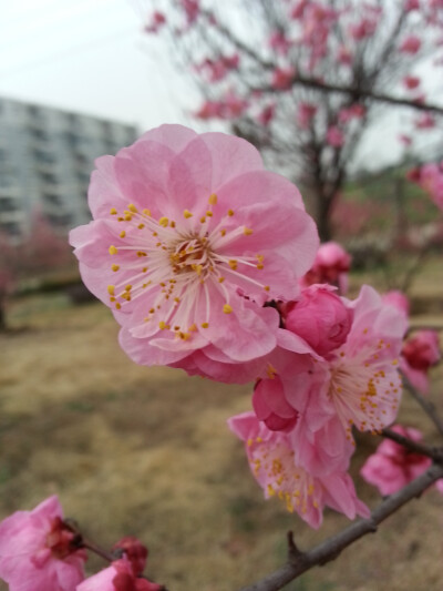 晒春花