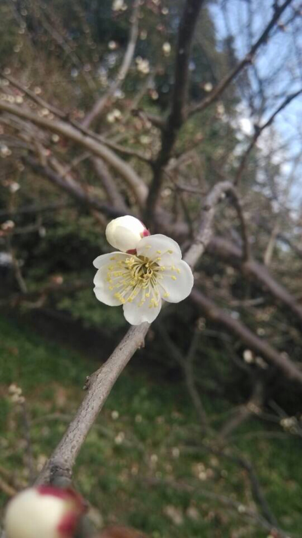 晒春花