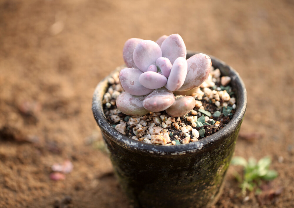 多肉植物 掌上花园--桃美人 胖的匀称.....