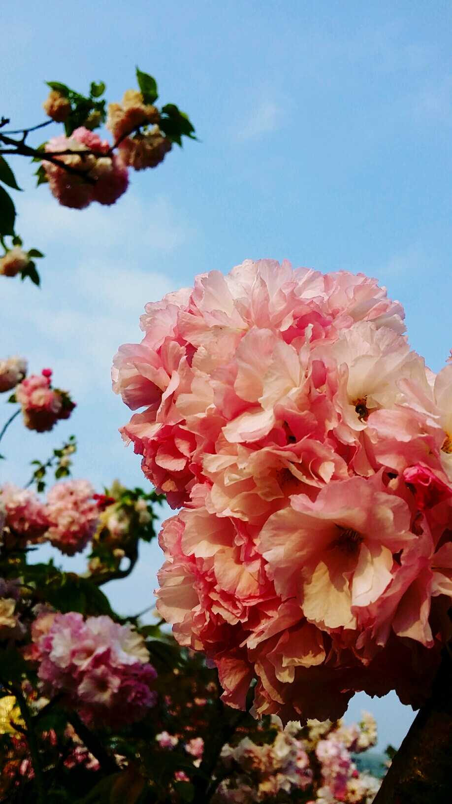 曬春花 南山櫻花