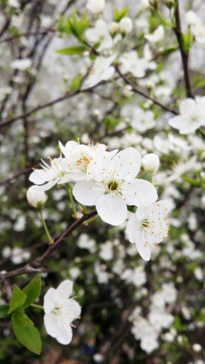 又到花开季