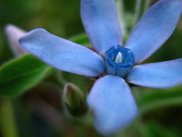 Tweedia caerulea。天蓝尖瓣木。旧学名Oxypetalum caeruleum，萝藦科。原产自巴西、乌拉圭的多年草本植物。花初开时为淡蓝色，随着时间推移颜色加深，最终变成淡紫色。被白色绒毛，全株有白色汁液、会产生强烈气味。