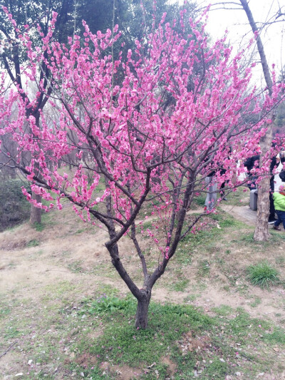 晒春花，南京梅花山