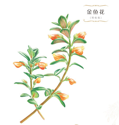 花绘 插画 手绘 小清新 色铅笔 植物 栽培