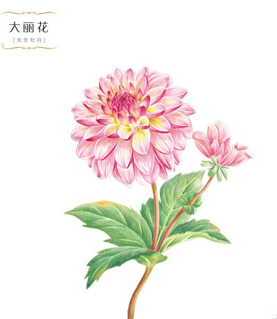 花绘 插画 手绘 小清新 色铅笔 植物 栽培