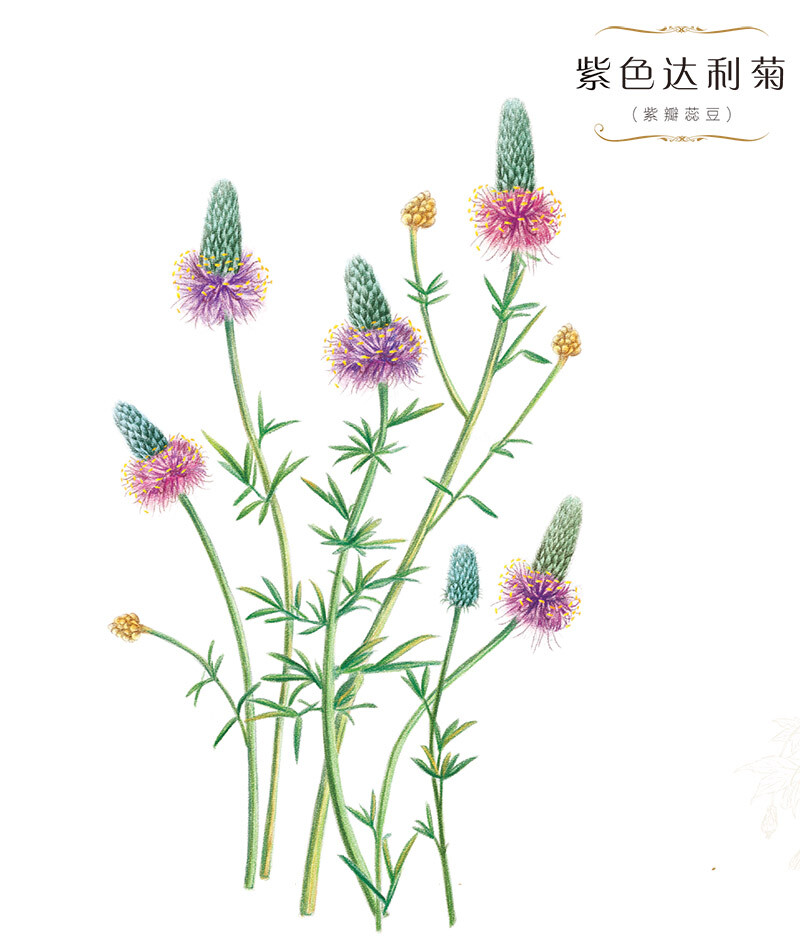 花绘 插画 手绘 小清新 色铅笔 植物 栽培