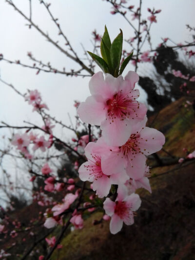 晒春花