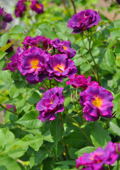 卢森堡公主西比拉。