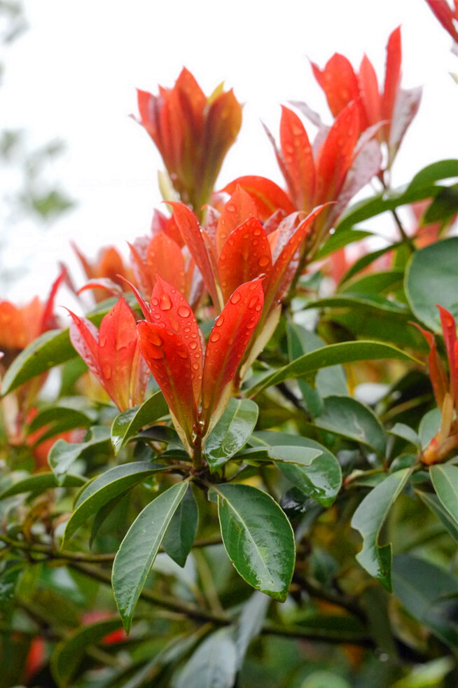 浙江润楠：樟科（Lauraceae）润楠属，乔木。